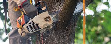 Best Stump Grinding and Removal  in Beattyville, KY