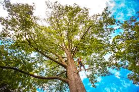 Beattyville, KY Tree Services Company