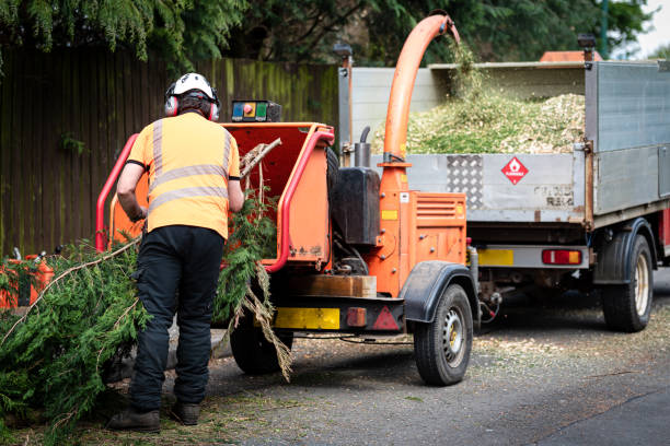 Best Organic Lawn Care Solutions  in Beattyville, KY