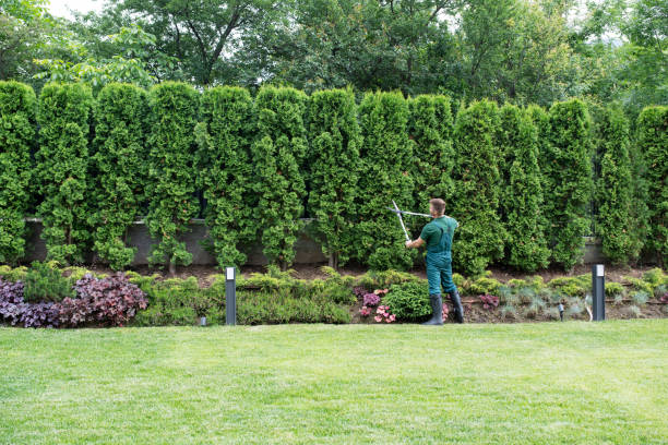Reliable Beattyville, KY Tree Services Solutions