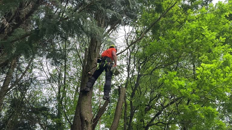 Best Emergency Tree Removal  in Beattyville, KY