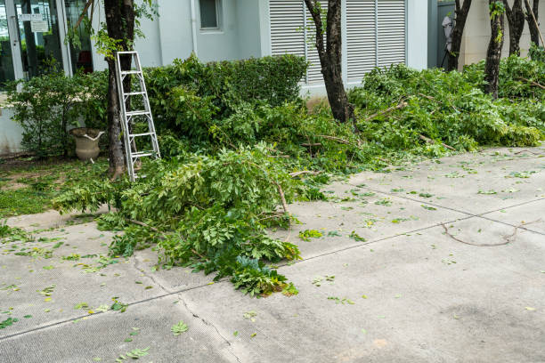 Best Arborist Consultation Services  in Beattyville, KY