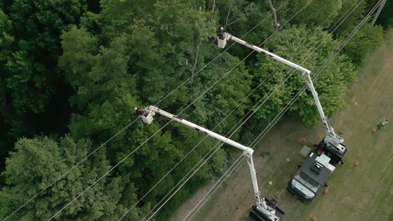 How Our Tree Care Process Works  in  Beattyville, KY