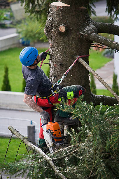 Best Aeration Services  in Beattyville, KY