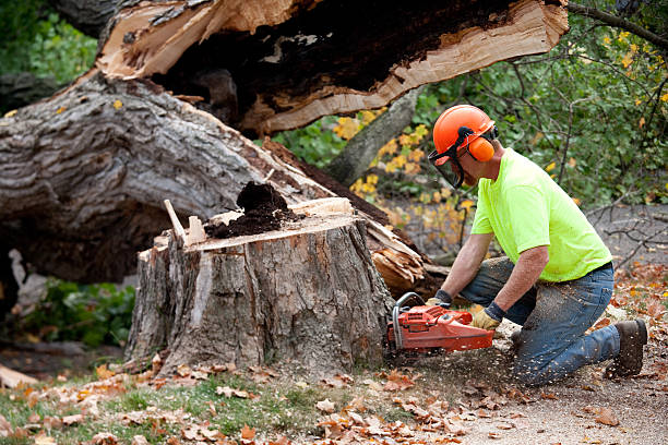 Best Stump Grinding and Removal  in Beattyville, KY