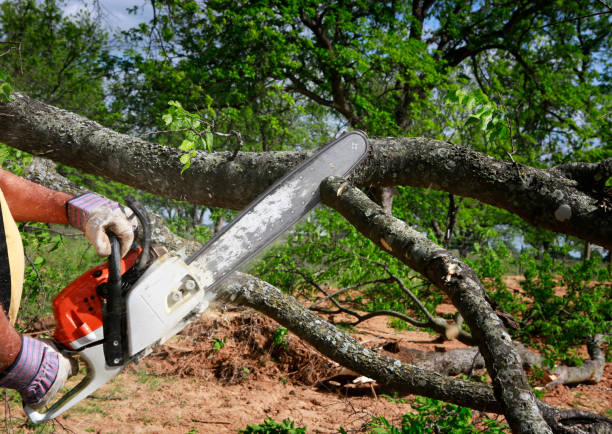 Best Tree Health Inspection  in Beattyville, KY