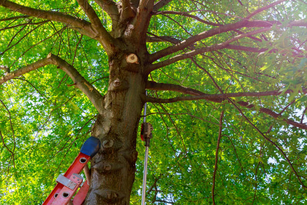 Best Tree Cabling and Bracing  in Beattyville, KY